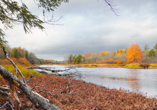 Autumn riverbank with fallen trees and colorful forest, Kejimkujik National Park, Nova Scotia