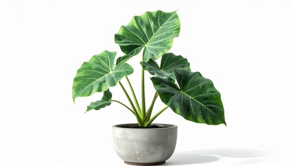 taro plant (Colocasia esculenta) growing healthy