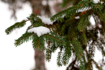 Evergreen spruce branches framed by fresh white snow