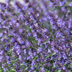beautiful, profusely blooming catnip fassinii