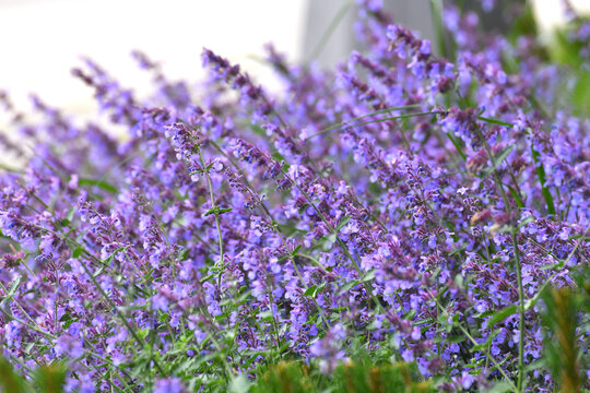 beautiful, profusely blooming catnip fassinii