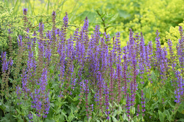 beautiful, profusely blooming catnip fassinii
