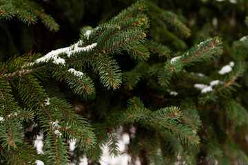 Snow resting on spruce needles in a detailed winter close up