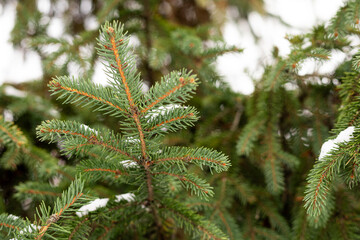 Spruce branches gently dusted with light snow in winter forest