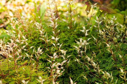 Delicate creamy-white flower plumes of Dwarf Goat's Beard (Aruncus aethusifolius) blooming above finely cut green foliage in a summer garden.