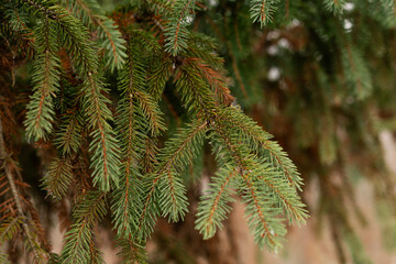 Evergreen spruce branches sprinkled with fresh snowflakes