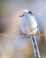 Long-tiled tit on a branch. Bird on a branch on a sunny day. © Modris