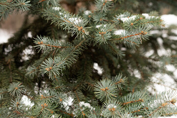 Natural spruce tree branches in winter forest environment