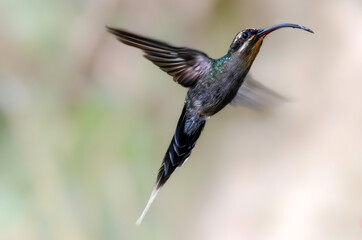 Premontane rainforest in Costa Rica are often home to green hermit (Phaethornis guy) known for their long, curved bill and vibrant metallic colors