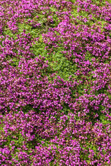 Vibrant purple thyme blossoms covering the ground in a sunny summer garden, aromatic medicinal herbs in bloom.