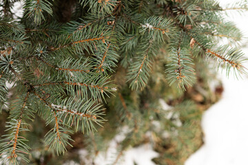 Green spruce branches forming a natural evergreen texture