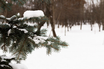 Close up detail of snow lying on spruce branches