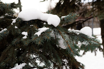 Macro view of snow covered spruce needles in winter light