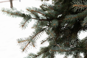Background of spruce branches layered with fresh snow