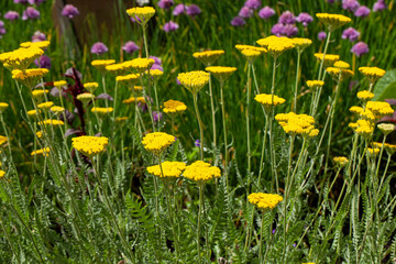 Fern-leaf yarrow (Achillea filipendulina "Coronation Gold") in a magnificent summer bloom. This golden perennial is a staple of vibrant summer gardens © jbphotographylt