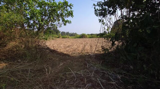 A vast field is covered in dry sugarcane trash left as mulch on the cultivated paddy soil rows after harvest. This agricultural landscape suggests efficient post-harvest field management.