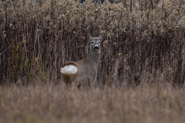 Deer in the field © Robert