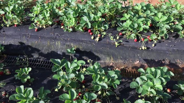 Strawberries thrive in rows on farm, showcasing ripe red fruit among vibrant green leaves