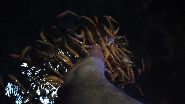 A relaxing moment soaking tired feet among playful Nilem fish after work, feeling small nibbles soothe stress away and bring calm, warmth, and refreshing peace at the end of a long day.