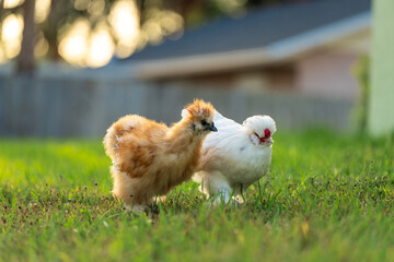 Keeping domestic chicken in free range on home backyard. Poultry grazing on green grass in suburban...