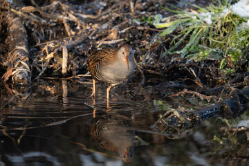Water Rail &middot; Rallus aquaticus in wild