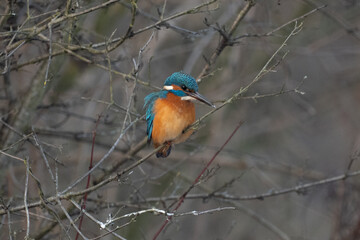 Kingfisher - Alcedo Atthis