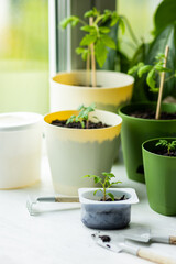 Kid doing research for science biological school ecology project - planting tomato seedlings for home urban garden. Scientific experiment, environmental study. Planet conservation, earth day concept