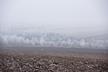A snowy prospect, trees in frost and a plowed field