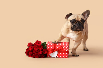 Cute French bulldog with roses and gift box on beige background. Valentine's Day celebration