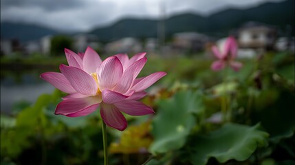 Obraz premium Close-up of a blooming pink lotus flower with a blurred background of greenery and distant mountains