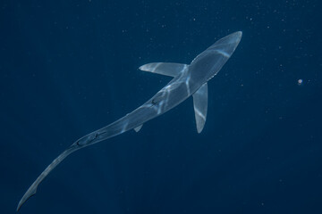 tiburón azul  © Marc