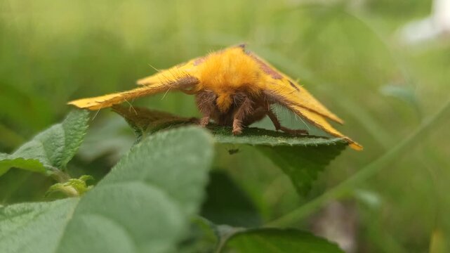 A delicate Rose-Myrtle Lappet Moth resting quietly on a leaf, its soft patterned wings showing elegant shades and textures, blending beautifully into nature&rsquo;s calm surroundings.
