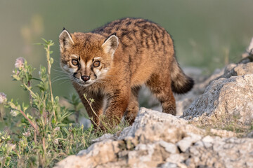 Sable cautiously walks along a rocky mountain ridge, exploring the natural terrain at dawn