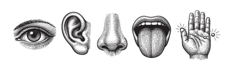 Five body parts representing the human senses, depicted in a vintage engraving style with bold black lines and stippling on a white background.