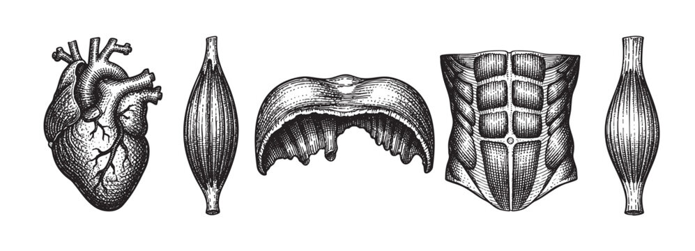 Vintage-style pen and ink illustration of human anatomy featuring a heart, muscles, and abdominal muscles against a white background.