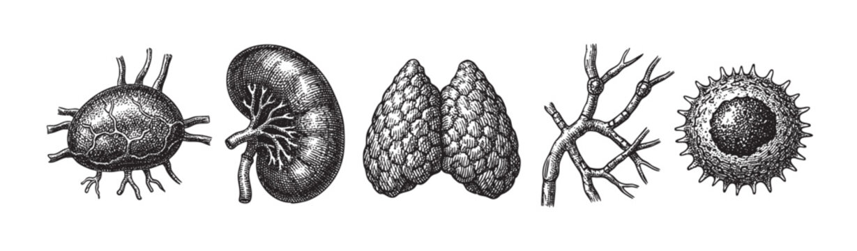 A detailed black and white collection of vintage medical illustrations showing anatomical organs and cells with intricate hatching and shading, perfect for educational or historical medical themes.