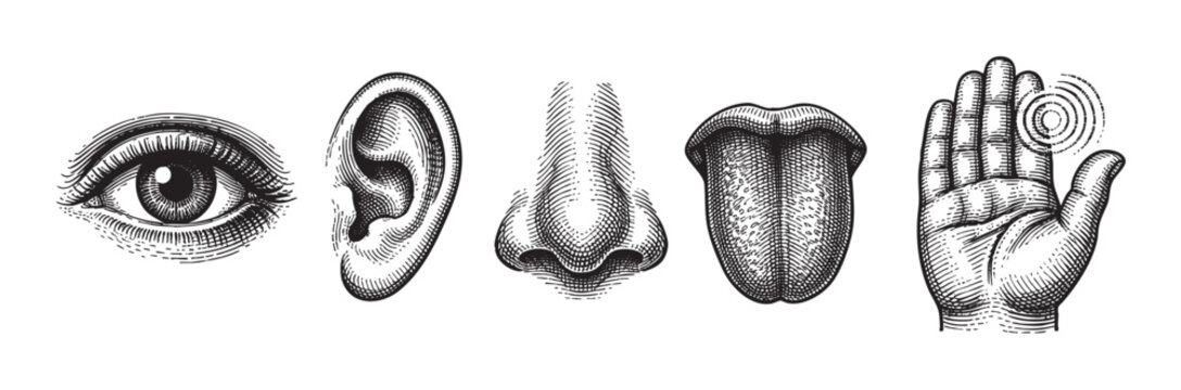 A black and white engraving style illustration depicts the five human senses: an eye, ear, nose, tongue, and a hand with tactile sensation, on a white background.