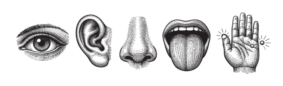 Five body parts representing the human senses, depicted in a vintage engraving style with bold black lines and stippling on a white background.