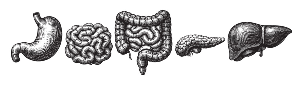 An antique black and white woodcut style illustration of the stomach, small intestine, large intestine, pancreas, and liver isolated on a white background.