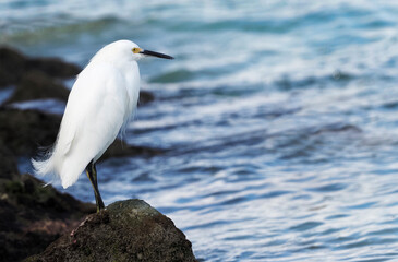 Obraz premium Snowy Egret standing on a rock in shallow water looking for fish to eat.