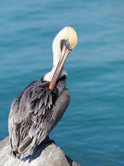 Adult Brown Pelican preening under a clear sunny sky.