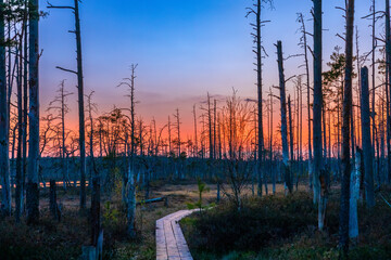 Sunset over the swamp. Dead trees in the swamp.