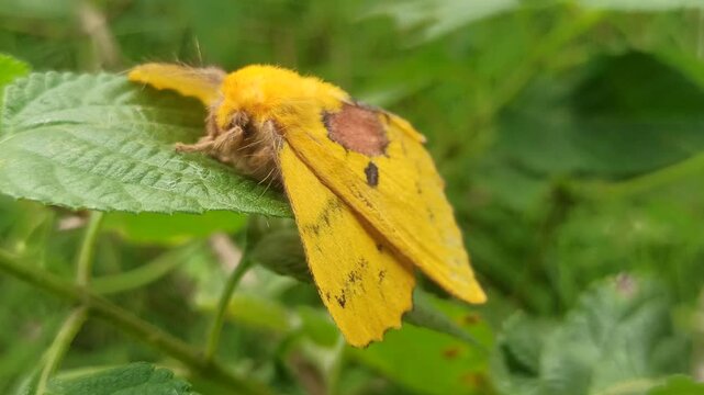 A delicate Rose-Myrtle Lappet Moth resting quietly on a leaf, its soft patterned wings showing elegant shades and textures, blending beautifully into nature&rsquo;s calm surroundings.