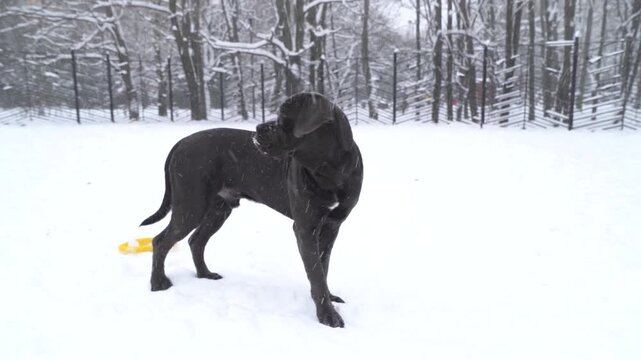 One-year-old Cane Corso stands in the snow on a snowy winter day and looking around on the training ground. 4K