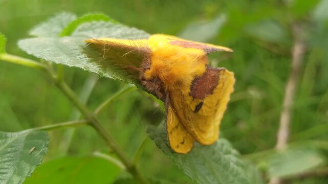 A delicate Rose-Myrtle Lappet Moth resting quietly on a leaf, its soft patterned wings showing elegant shades and textures, blending beautifully into nature&rsquo;s calm surroundings.