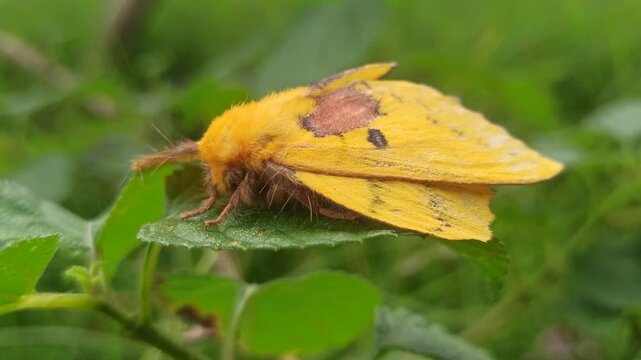A delicate Rose-Myrtle Lappet Moth resting quietly on a leaf, its soft patterned wings showing elegant shades and textures, blending beautifully into nature&rsquo;s calm surroundings.