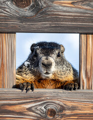 Groundhog peeks through the slats of a rustic wooden fence on a cold winter afternoon outside.