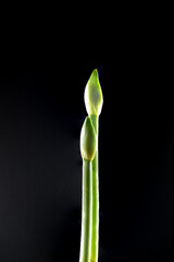 Bl&uuml;te einer Amaryllis, Amaryllidaceae,