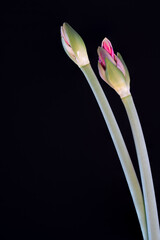 Bl&uuml;te einer Amaryllis, Amaryllidaceae,