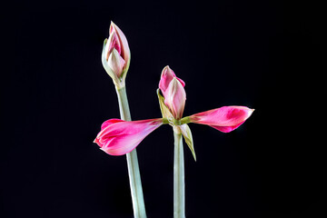 Bl&uuml;te einer Amaryllis, Amaryllidaceae,
